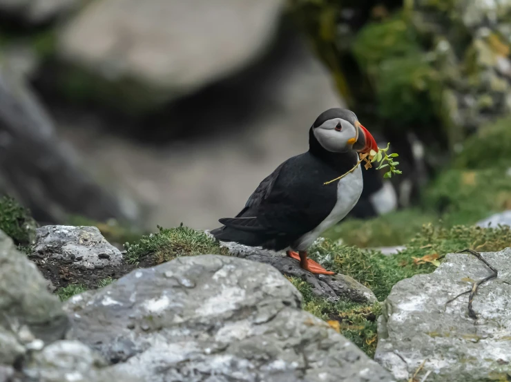 a puffy bird sitting on some rocks