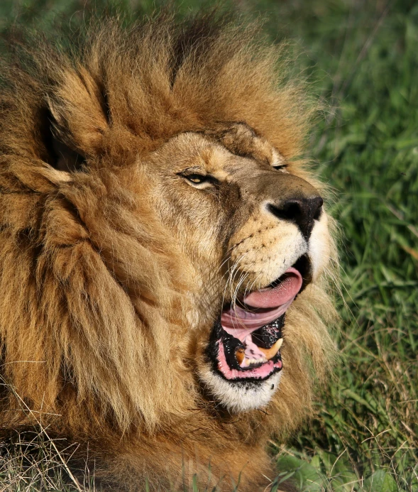 a very large furry, male lion laying down