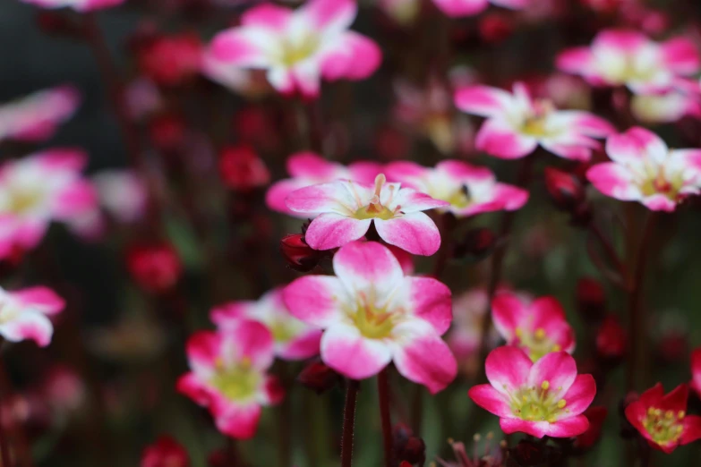 flowers growing in a patch of grass in a field