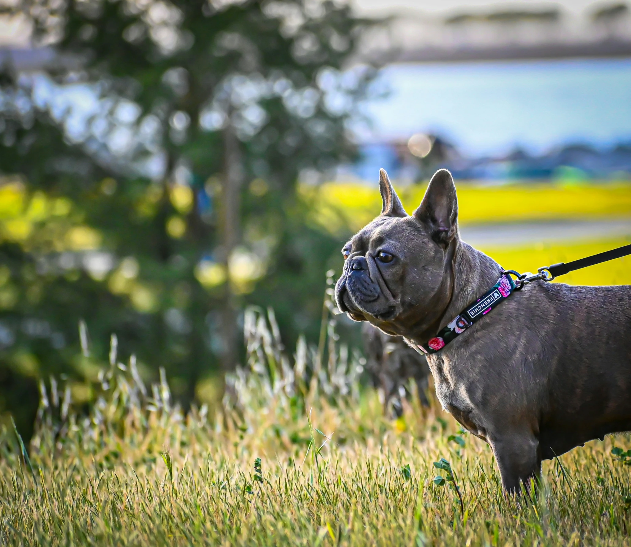 a dog is wearing a leash in the grass