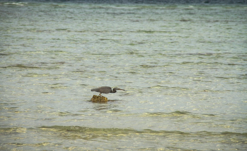 a large bird standing in the middle of a body of water