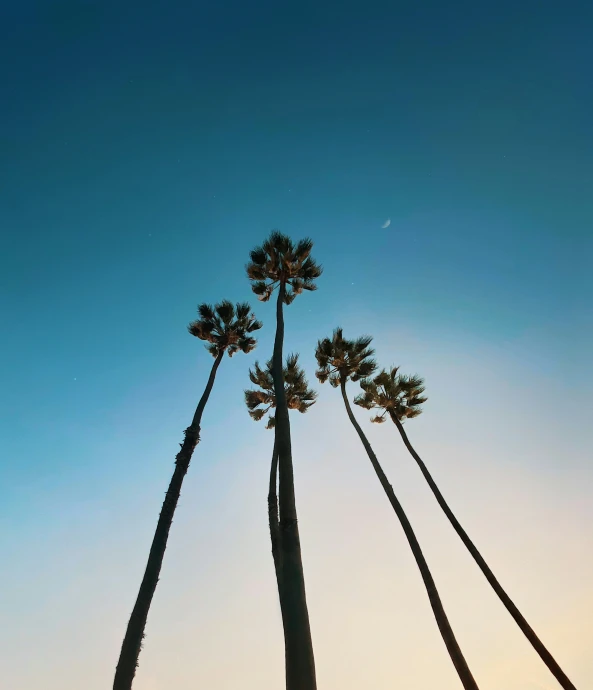 several tall, thin trees stand next to each other