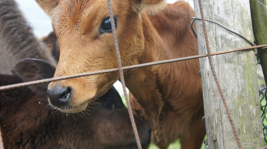 the brown cow is next to the wire fence