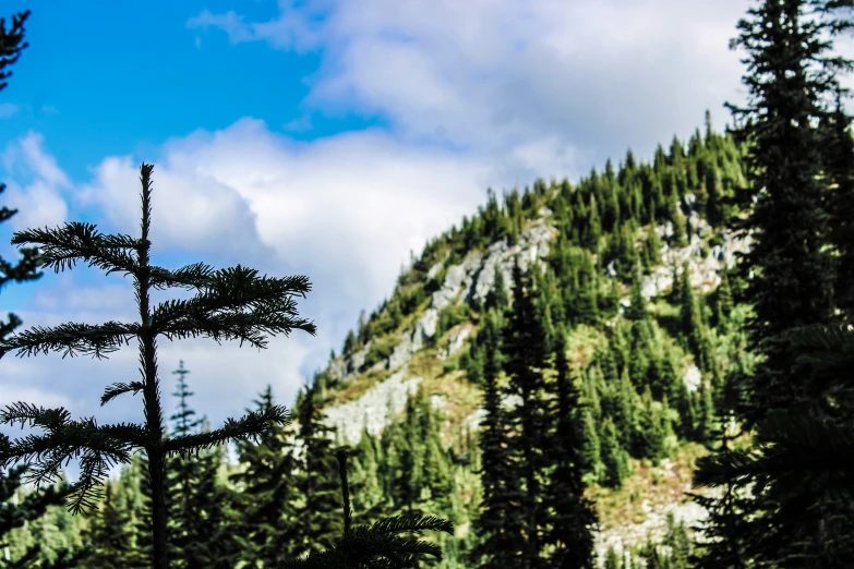 a view of mountains with many trees around