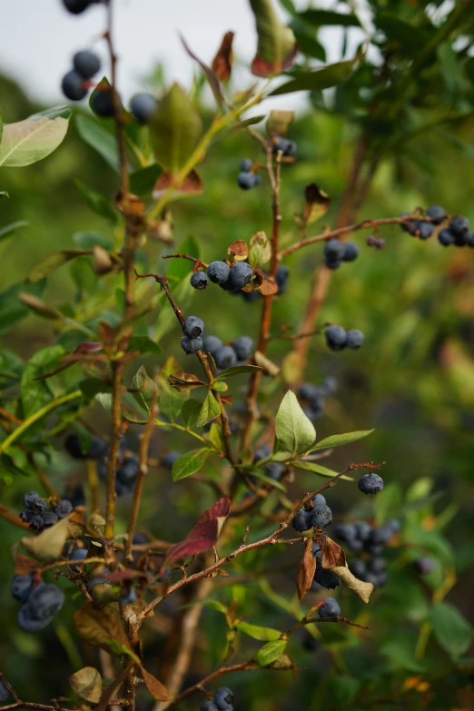 some blue berries are on a plant with green leaves