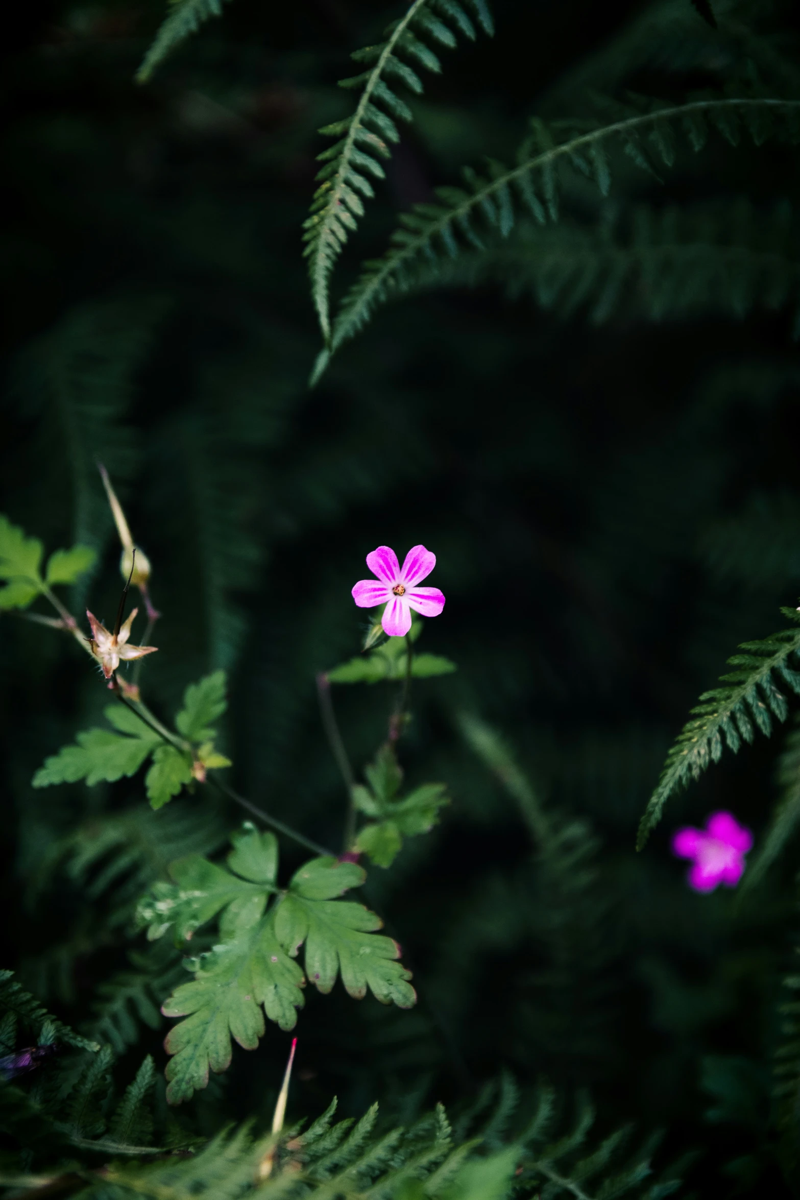 a pink flower sitting on top of a lush green forest