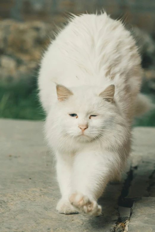 an extremely white cat walking up a path