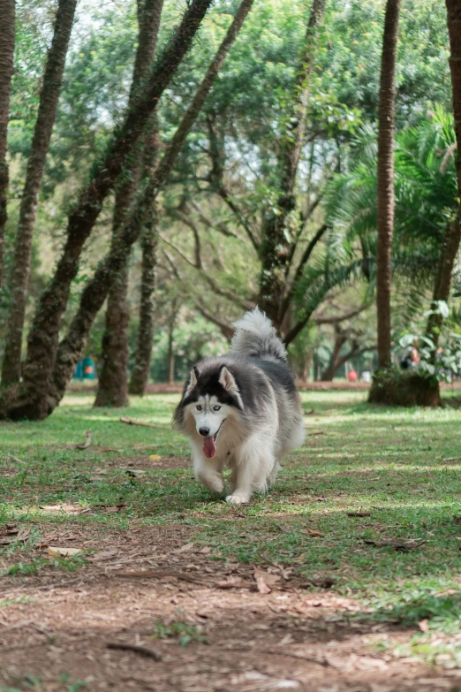 a dog runs through the park towards a ball