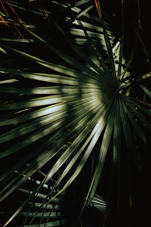 a very tall palm tree in the night