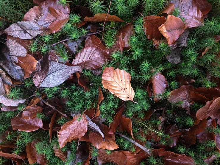 a couple leaves and moss that are sitting on the ground