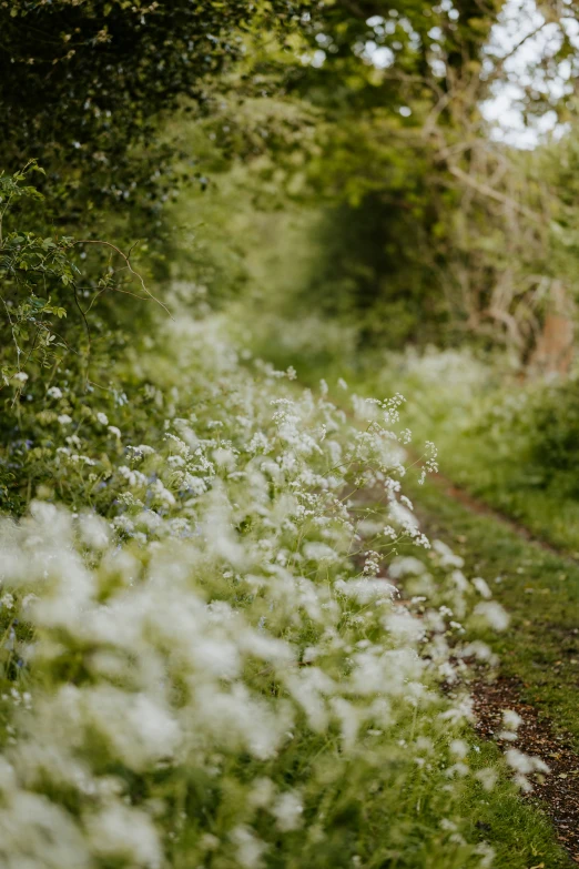 white flowers blooming beside a path through a forest