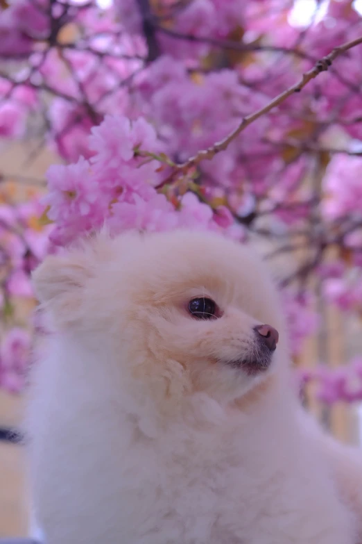 small puppy sits in front of some pretty pink flowers