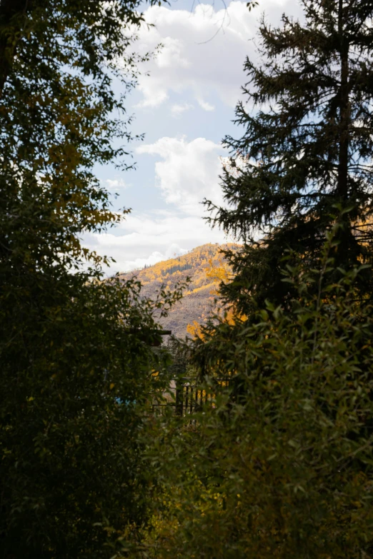 trees are standing next to the fence