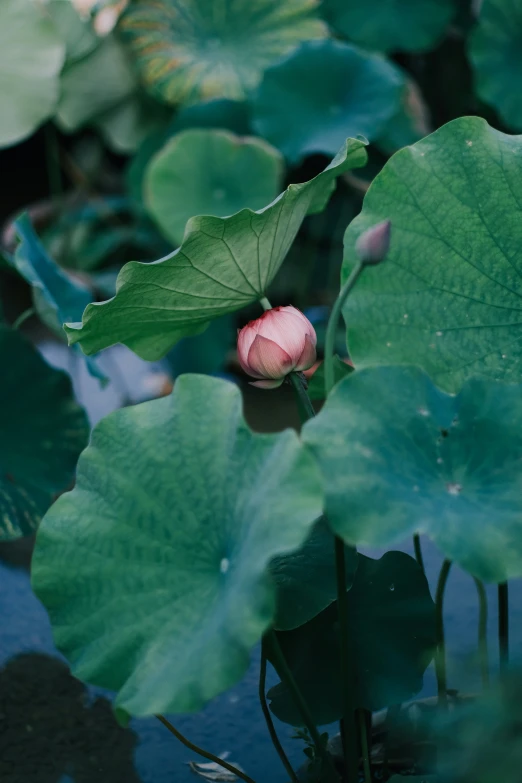 a small pink flower on a green leafy plant