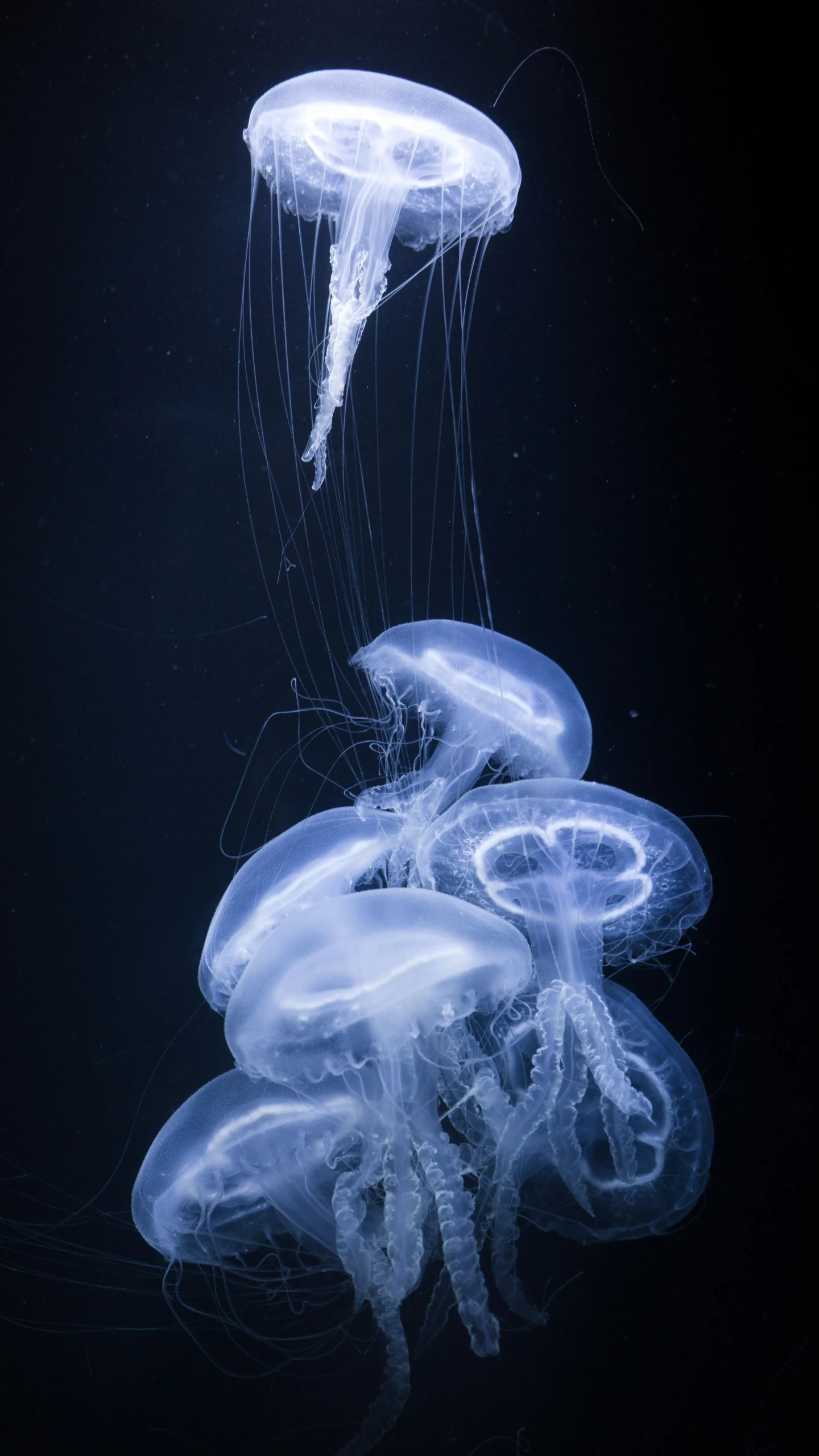 several jelly fish floating under water on a dark surface