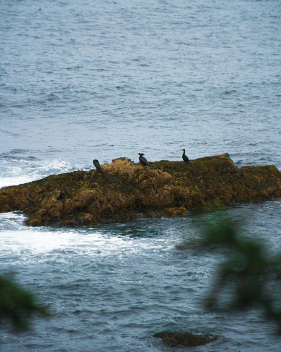 three birds sitting on an island in the ocean