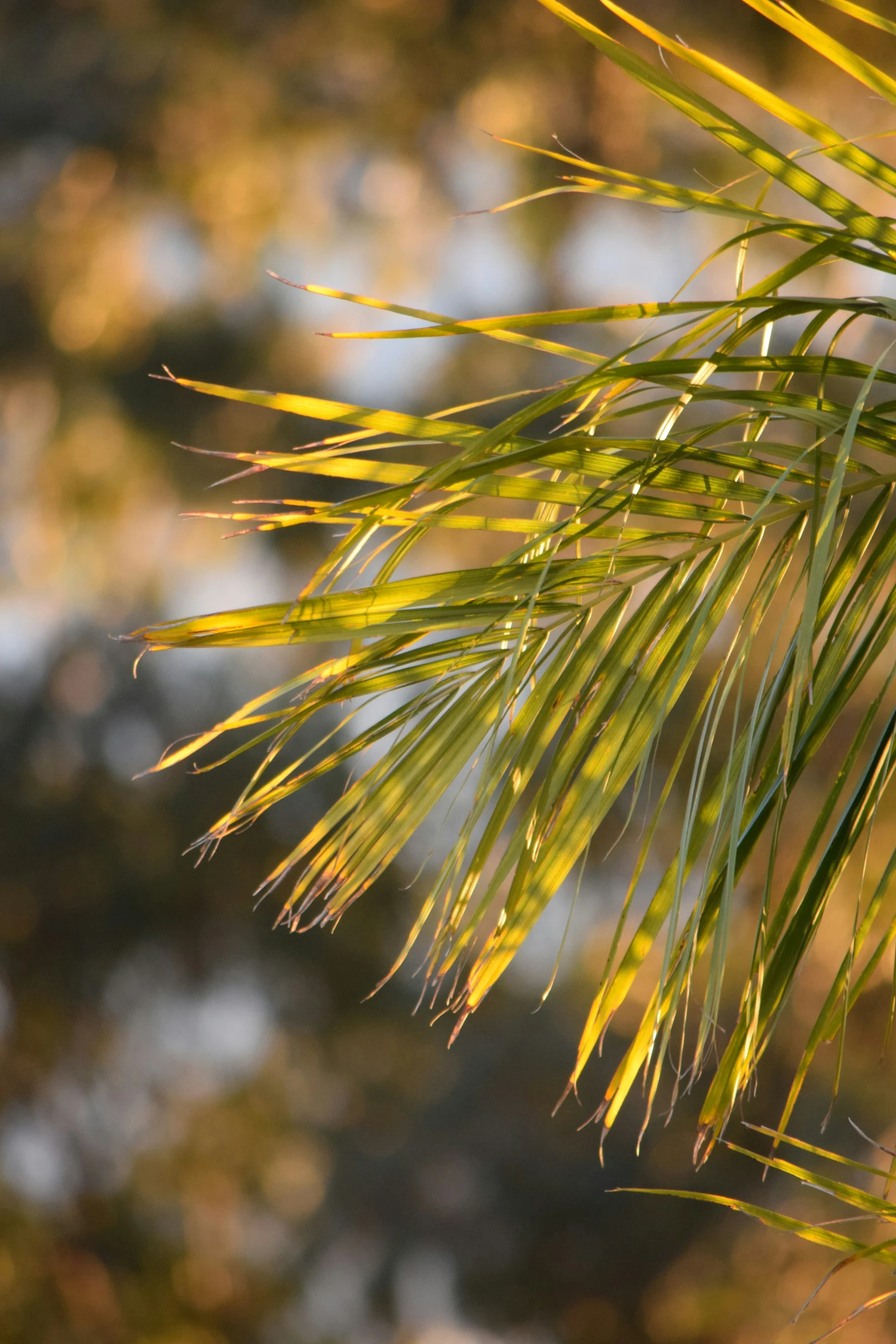 close up of the leaves of a pine tree