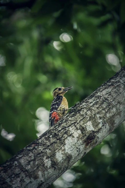 a small bird perched on a tree nch