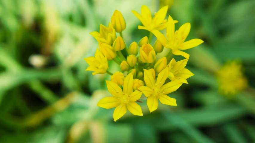 a close up of an odd looking flower with a blurred background