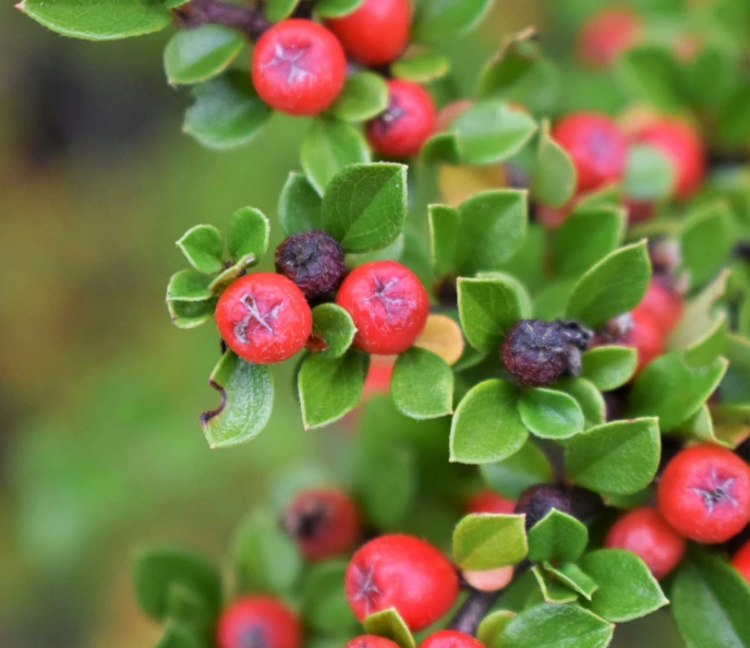 berries on top of a green leafy bush
