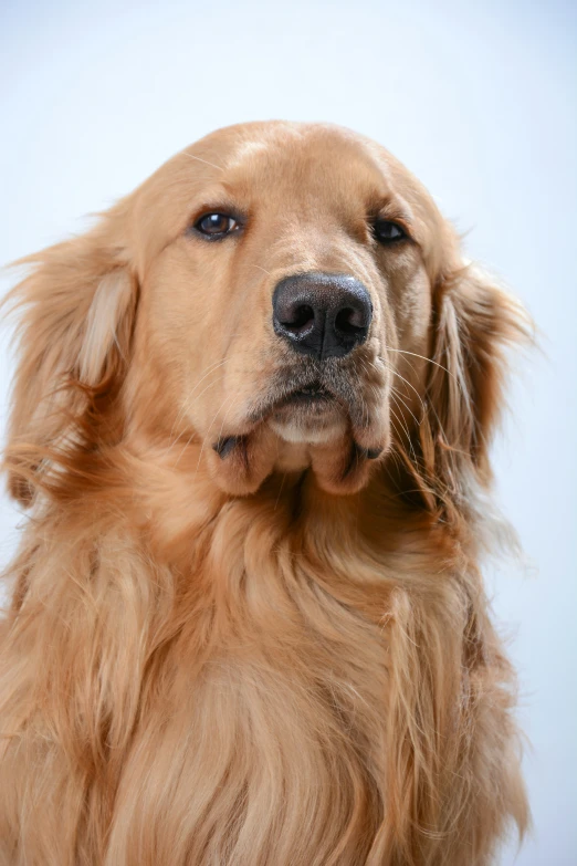 a golden retriever is looking forward with its tongue out