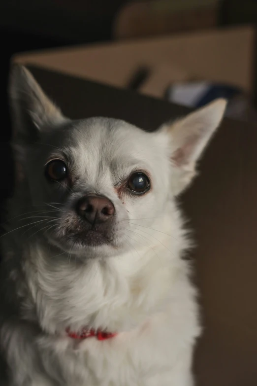 a dog that is looking up and sitting