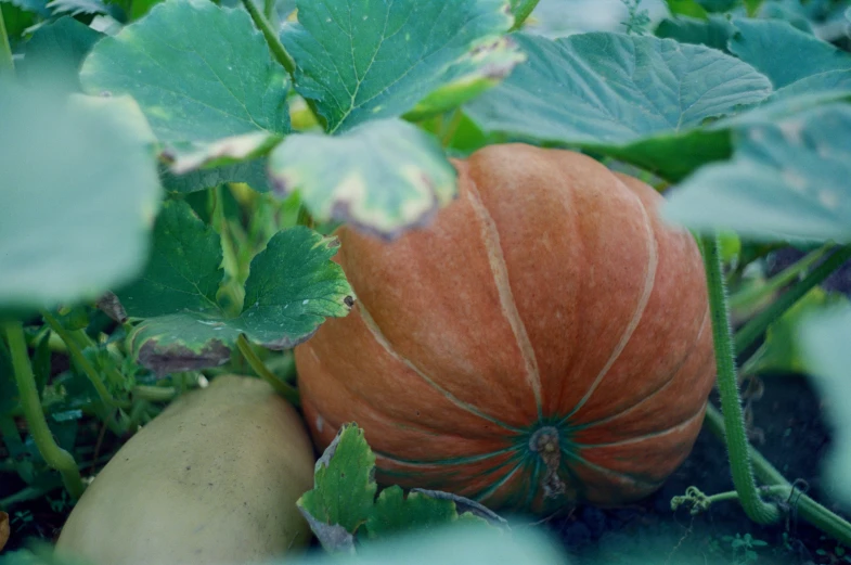 a red pumpkin grows in the forest among greens