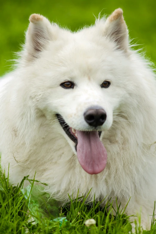 a white dog lays in the grass and sticks his tongue out