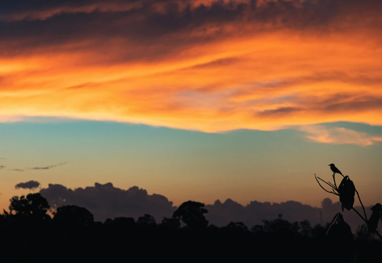 a bird is perched on a nch during the sunset