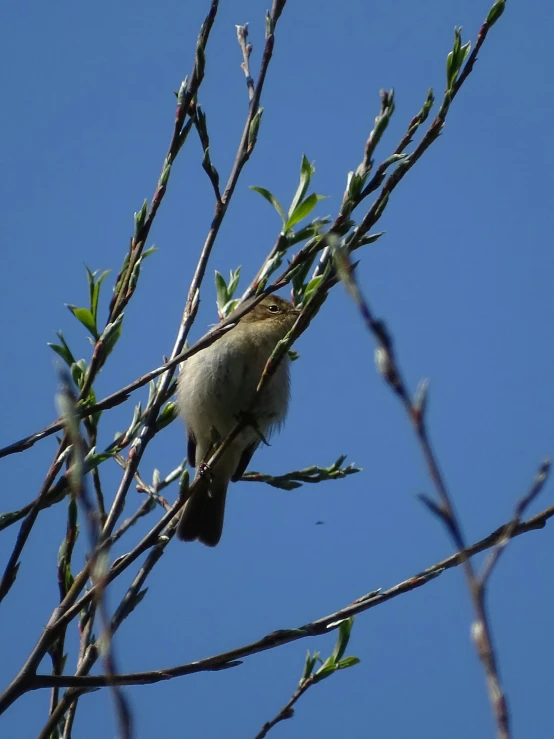 two birds are perched in the top of trees