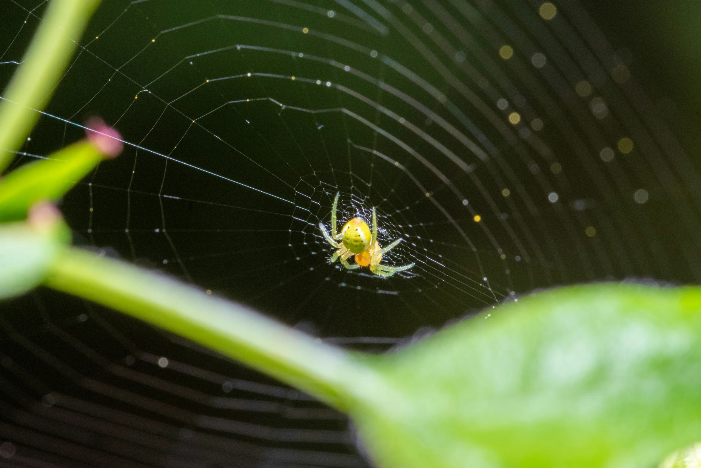 a green spider and its yellow prey sitting together