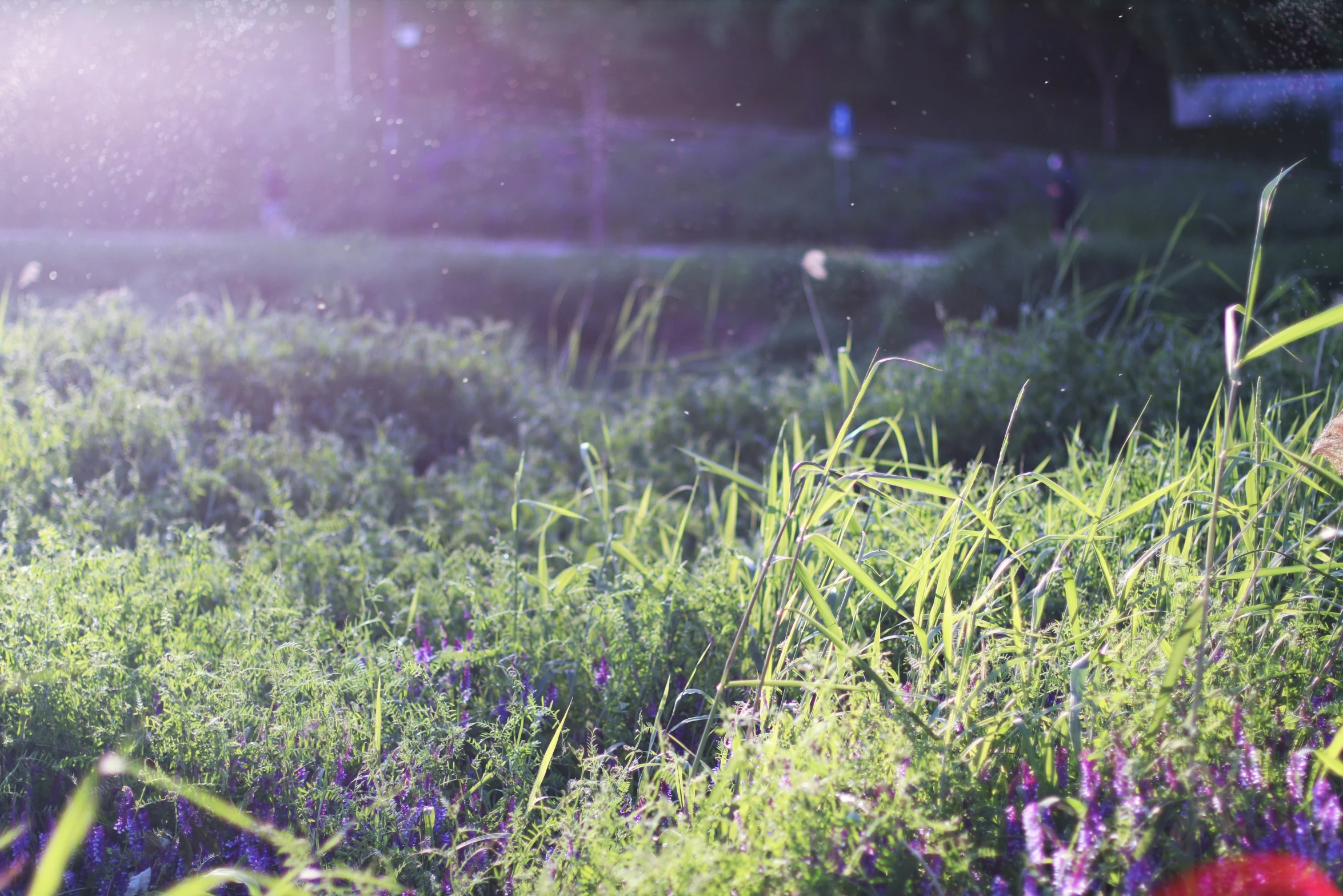 a view of grass and a park bench in the background