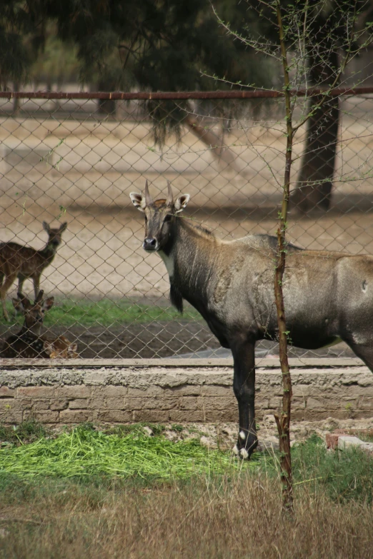 two antelopes are standing behind a fence