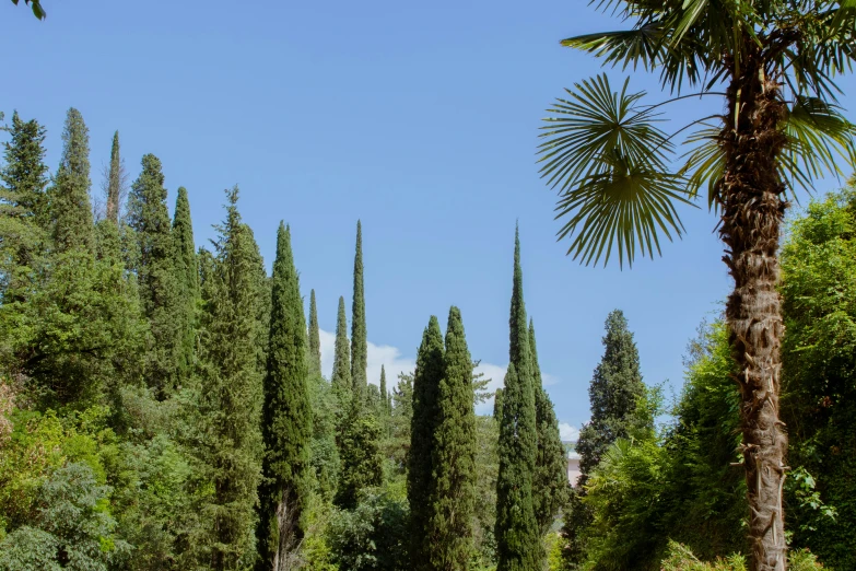 trees line the street outside of an enclosure