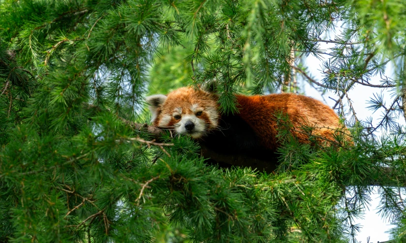 a red panda cub hanging in the nches of a pine tree