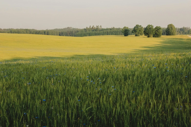 the sun shines on a green, grass - covered pasture