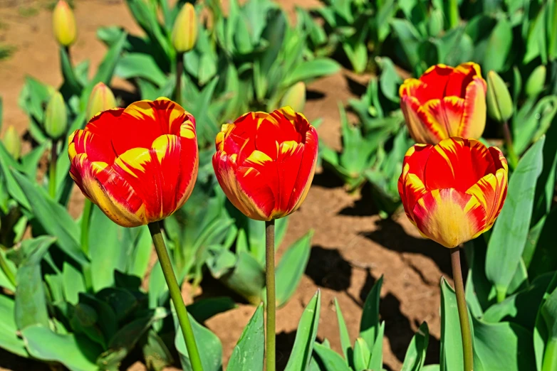 three red and yellow flowers in a field