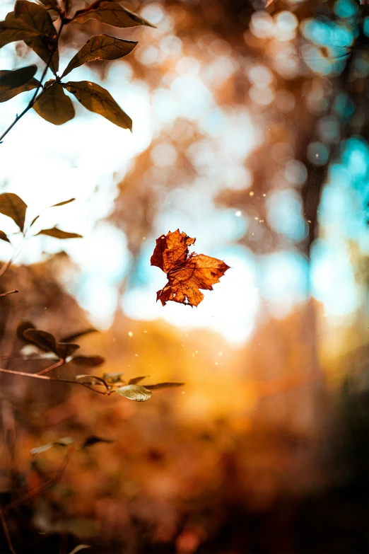 an orange maple leaf hanging upside down from a tree