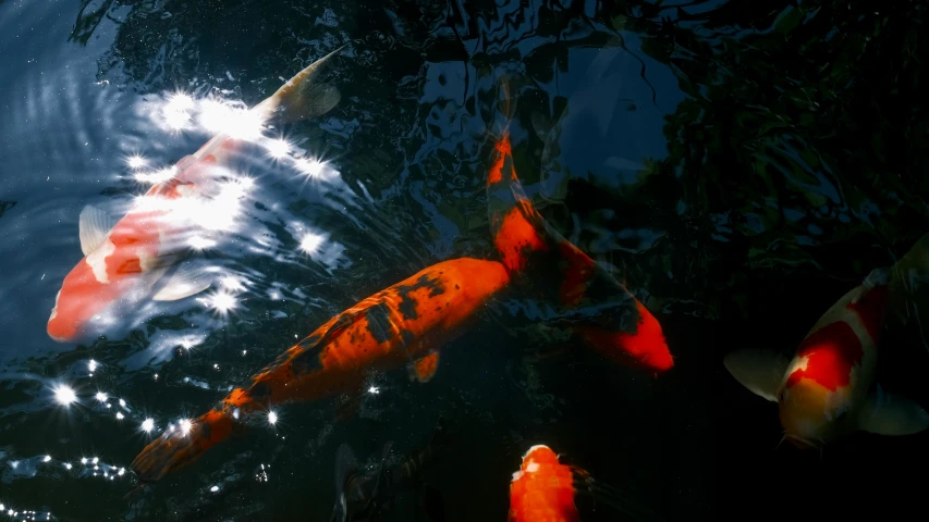 orange and white fish swimming in a pond