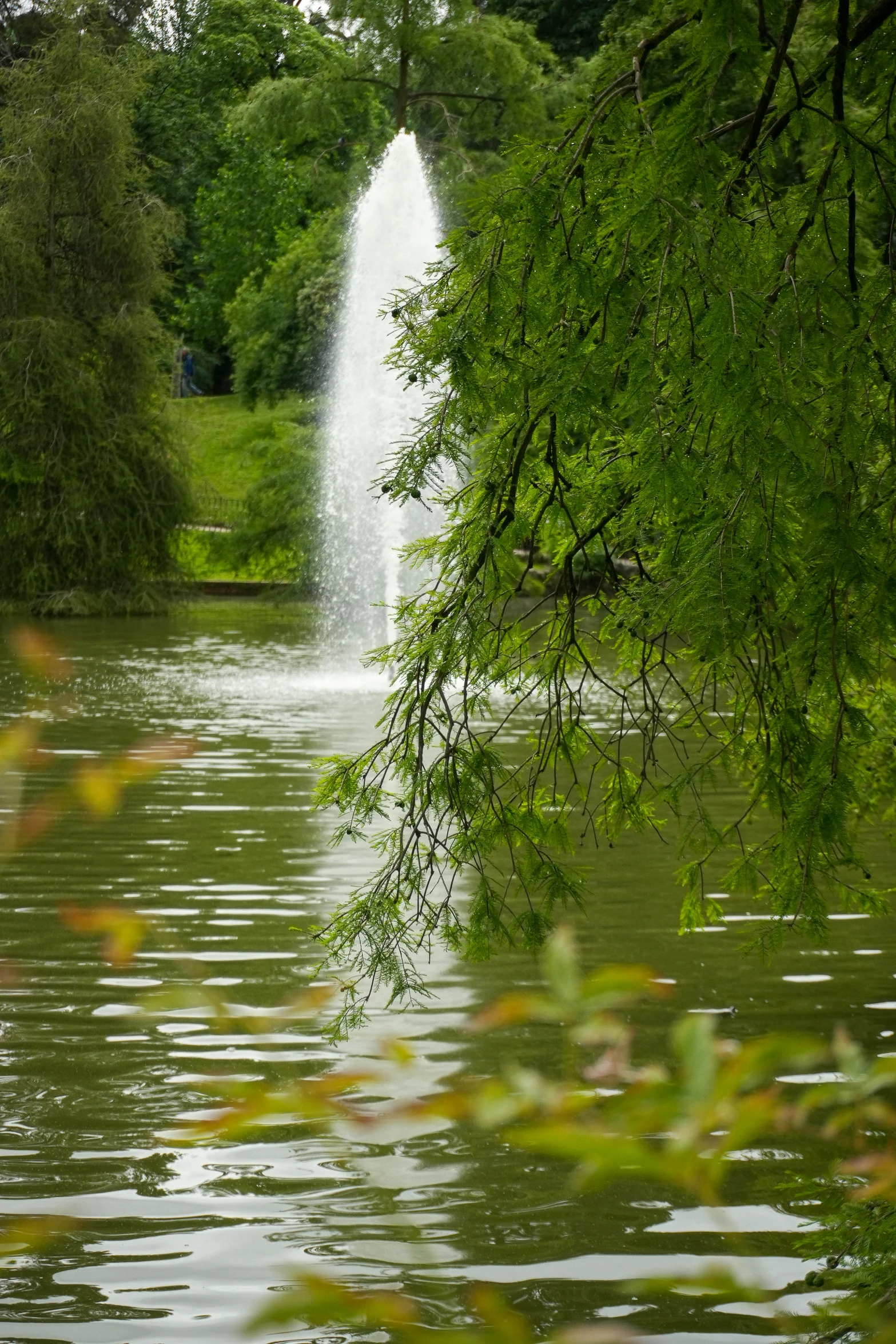 a river with a lake surrounded by lots of trees