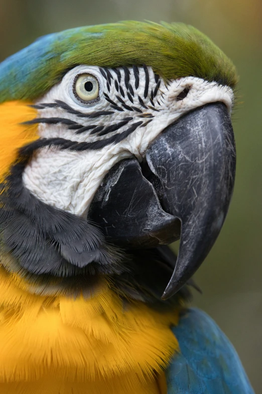 close up on a beautiful, colorful bird, blue and yellow