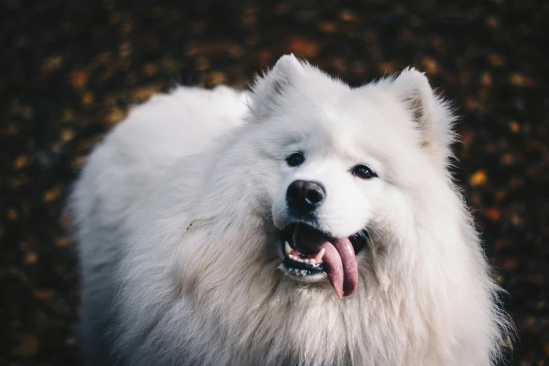 white fluffy dog looking up while standing on the ground