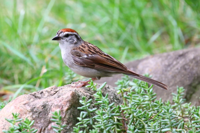 the bird is perched on a rock by the field