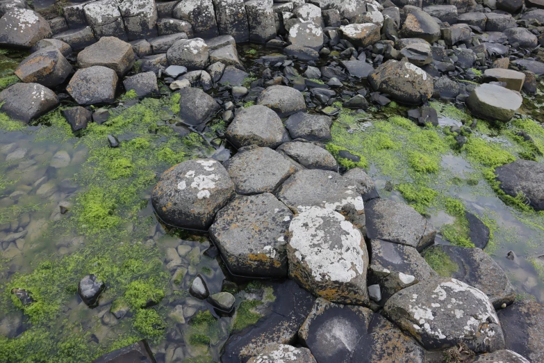 a moss covered patch of ground next to the ocean