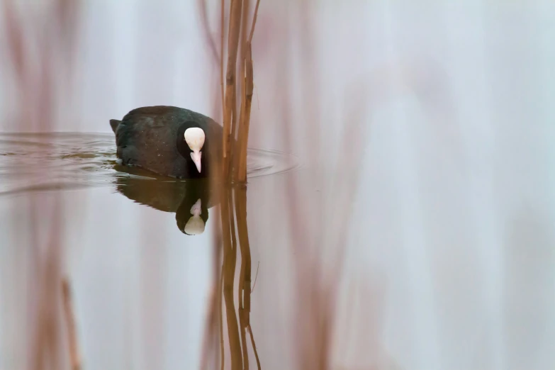 a bird is floating on top of a body of water