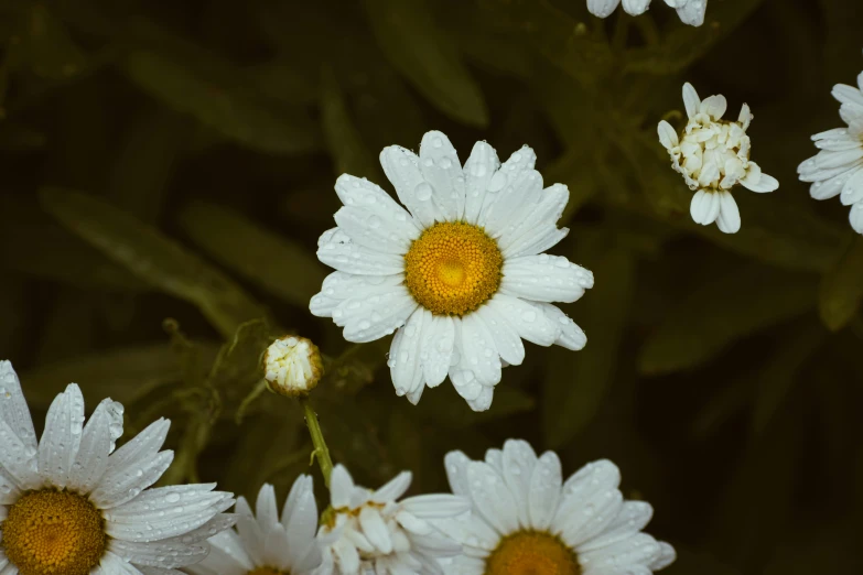 some very pretty white daisies with yellow centers