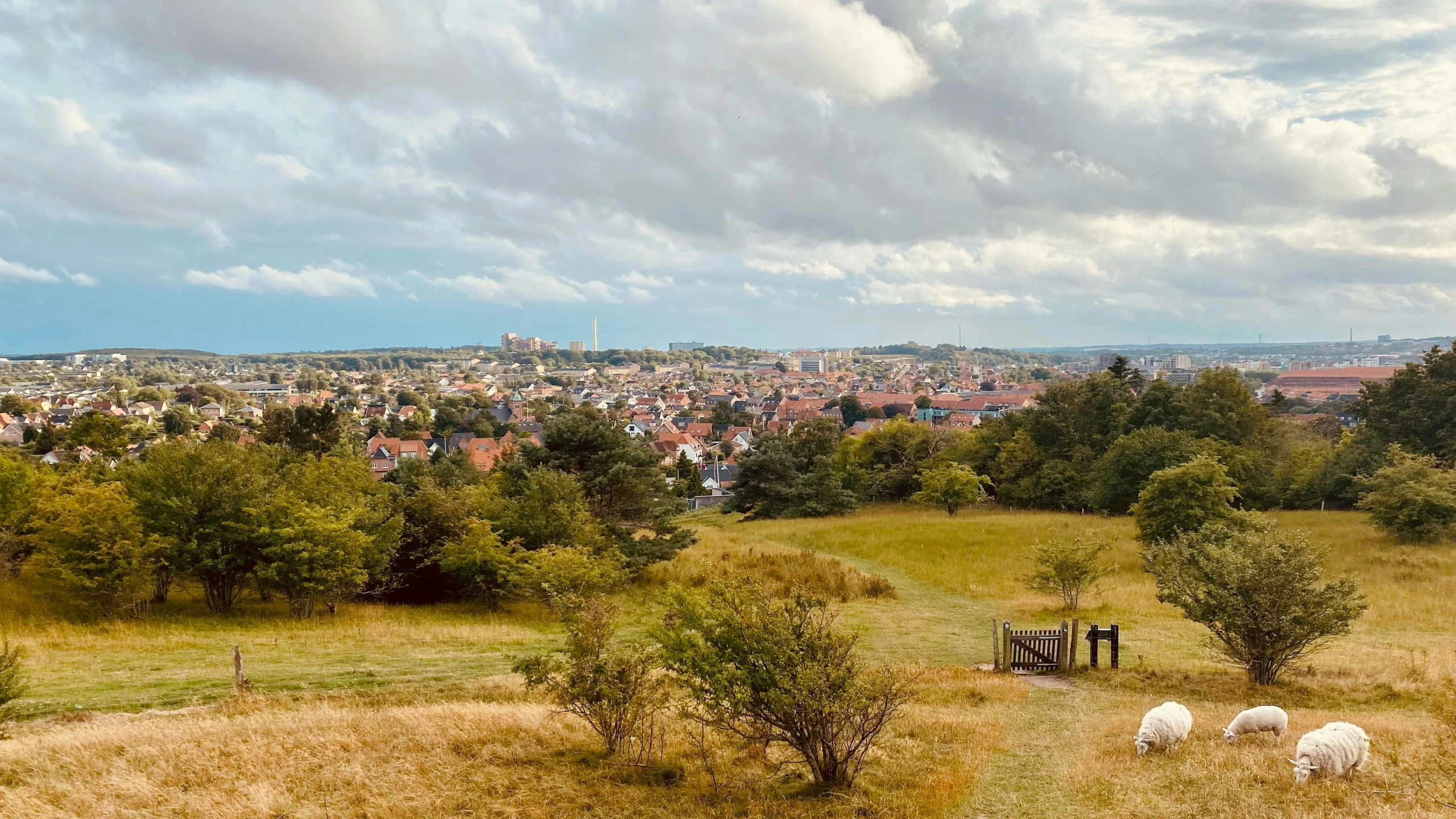 three sheep graze in a grassy field overlooking the city