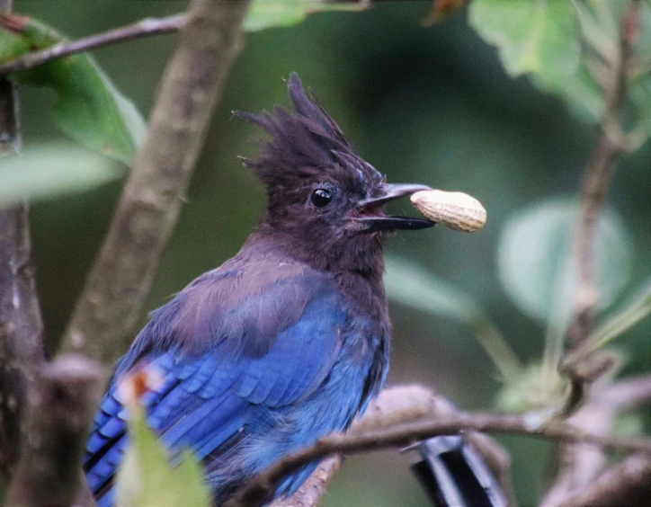 blue bird with black wings sitting on nch eating soing
