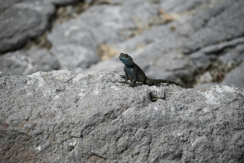 small lizard sitting on the rocks outside