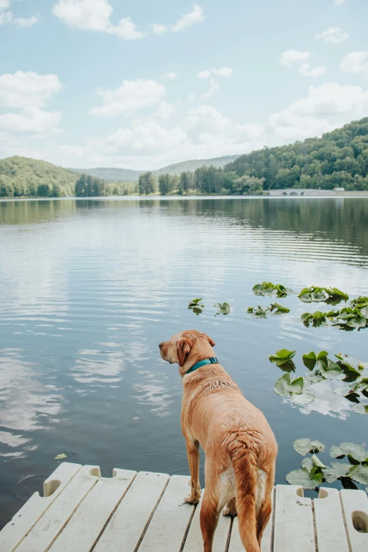 a golden retriever looking at water and a dock